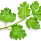 500 Cilantro Seeds to Grow Your Own Herbs
