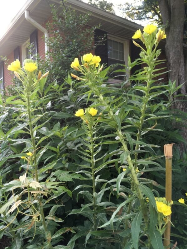 300 + Common Evening Primrose Seeds, Organically Grown -