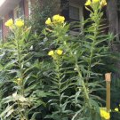 300 + Common Evening Primrose Seeds, Organically Grown -