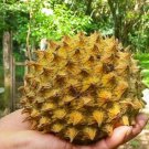Soncoya Fruit Tree Seeds for Planting (5 Seeds) - Annona purpurea