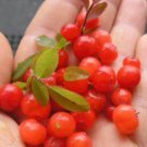 Red Huckleberry {Vaccinium parvifolium} Pre-Stratified 50+ seeds