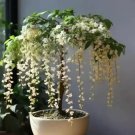15 Seeds White Weeping Jasmine Flowers Easy To Grow Garden