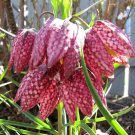 10 Seeds Checker Lily Fritillaria Affinis Chocolate Mission Bells Flower US