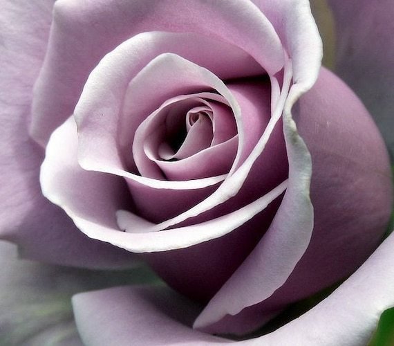 Sterling Silver Rose, 120 seeds