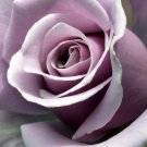 Sterling Silver Rose, 120 seeds