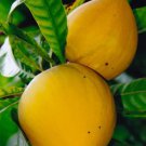 10 seeds Lucuma Nervosa Egg Yolk Fruit Seed Seed Plants Seed