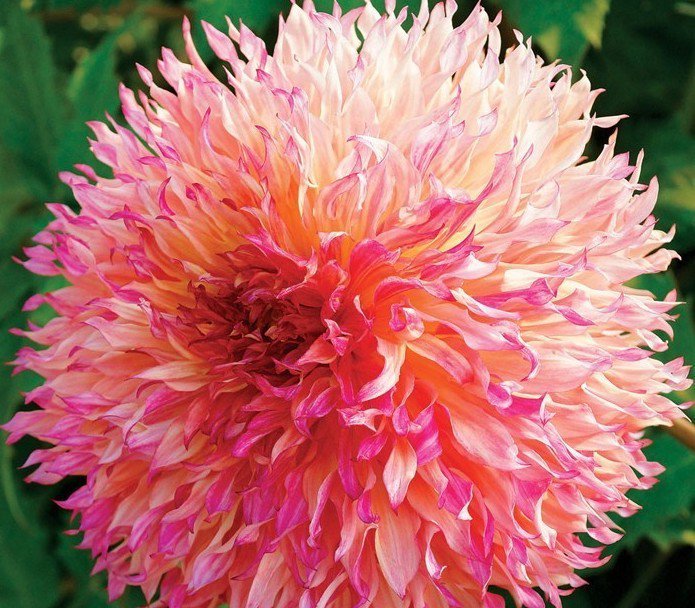 20 SEEDS Myrtle's Folly Multi-colored Twisted Dahlia Flower Seeds