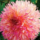 20 SEEDS Myrtle's Folly Multi-colored Twisted Dahlia Flower Seeds