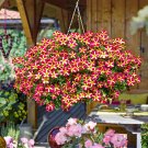 200 SEEDS Petunia 'Amore Queen of Hearts' Seeds