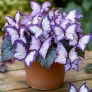 50 Seeds Moonlight Butterfly Begonia - purple and white