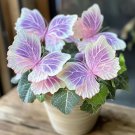 Moonlight Butterfly Begonia Pink SEEDS