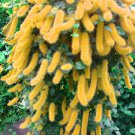 100Seeds Trailing Chenille Plant Seeds Yellow Color Perennial Bonsai