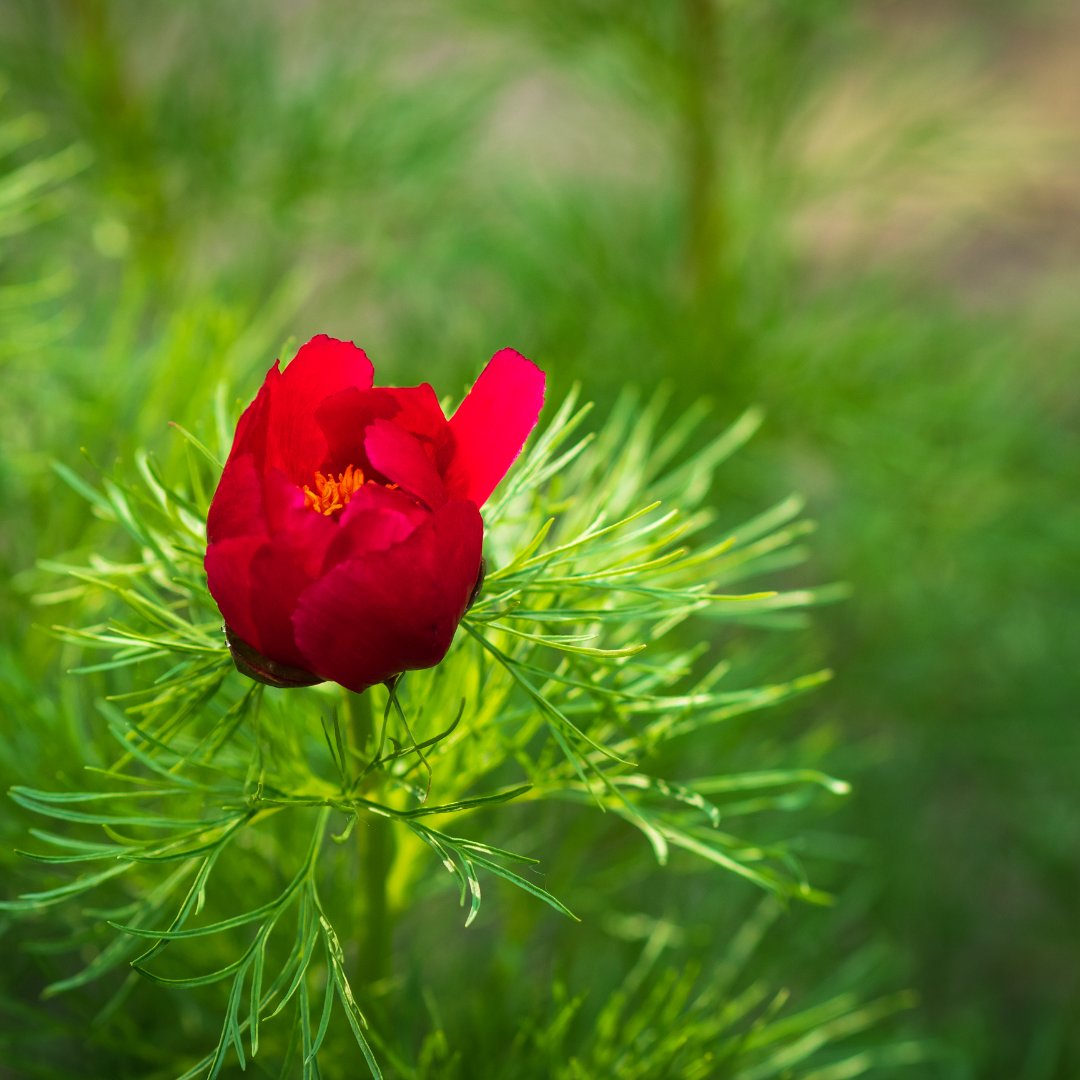 Double Flowering Fernleaf Peony Rubra Plena fower - 50 Seeds
