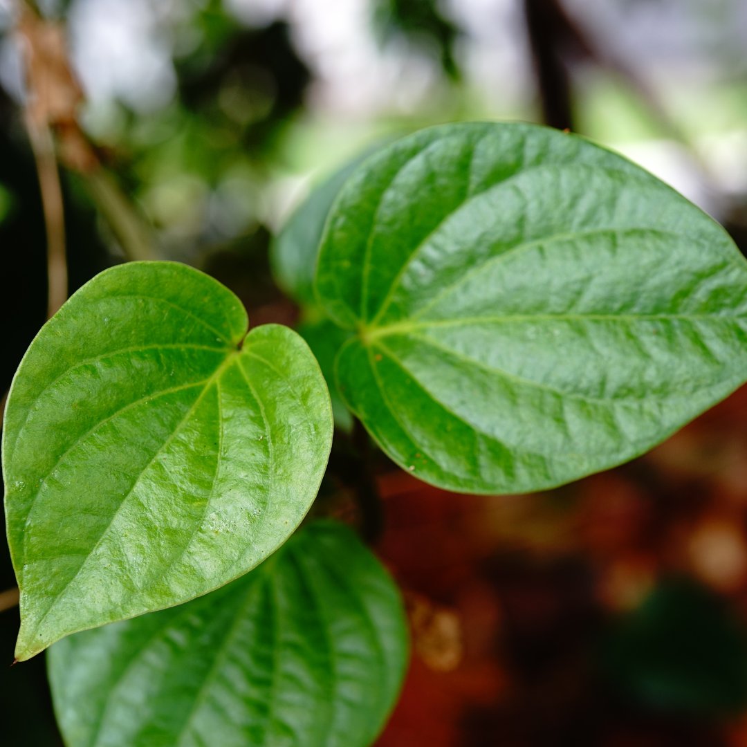 Organic Indian Betel Leaf Piper Lolot Tall Antioxidantpaan Leaf Plant Non-Hybrid - 50 Seeds