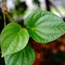 Organic Indian Betel Leaf Piper Lolot Tall Antioxidantpaan Leaf Plant Non-Hybrid - 50 Seeds