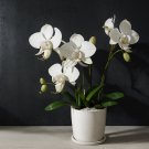 Peristeria elata Holy Ghost Orchid Dove Orchid flor del Espiritu Santo - 100 Seeds