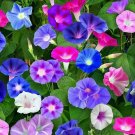 100 seeds Mixed Color Morning Glory Seeds