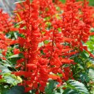 100 Seeds Scarlet Sage Seeds, Salvia splendens