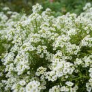 1000 Seeds White Sweet Alyssum Seeds, Lobularia maritima