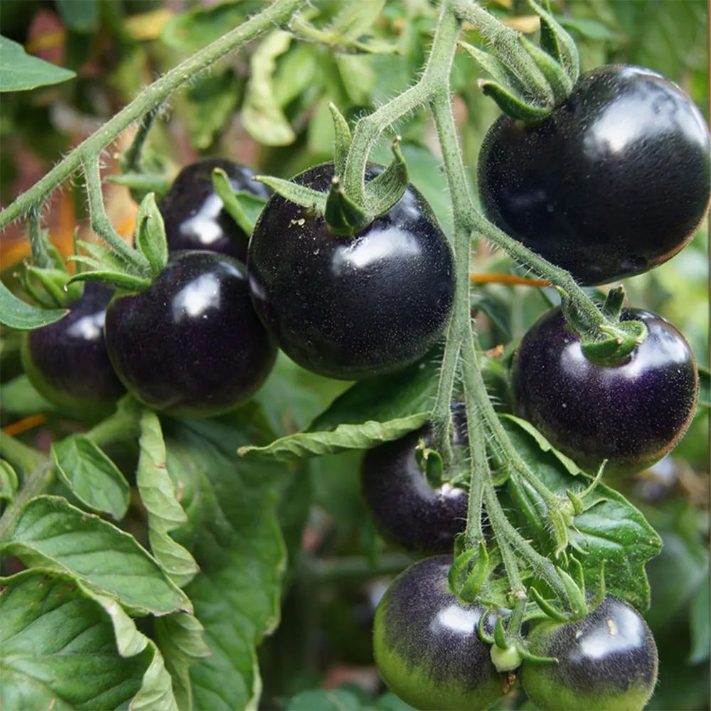 25 Black Knight Tomato Seeds