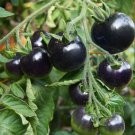 25 Black Knight Tomato Seeds