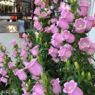 100 Soft Pink Canterbury Bells Seeds – Elegant, Deer-Resistant Perennials for Pollinator