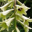 20 Cardiocrinum giganteum var. yunnanense Seeds – Rare Yunnan Giant Lily for Exotic Gardens
