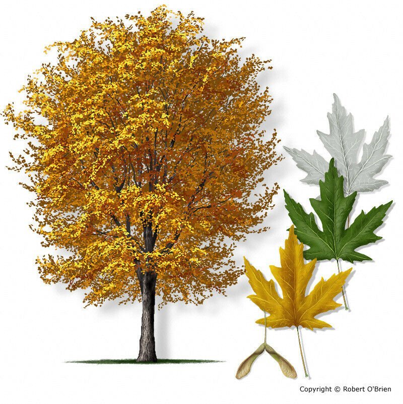 Organic Silver Maple tree live plant 4-8 inches tall