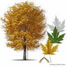 Organic Silver Maple tree live plant 4-8 inches tall