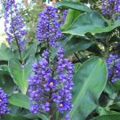 **SAPPHIRE BLUE GINGER**Gorgeous Dichorisandra Thyrsiflora**LIVE STARTER PLANT**