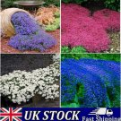 500 Creeping Thyme Mix Seeds Multicolored Plant Flowers Perennial Garden Seeds 500 Creeping Thyme Mix Seeds Multicolored Plant Flowers Perennial Garden Seeds