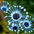 25 Daisy Osteospermum Various Seeds Rare Unusual Stunning Garden Plant 25 Daisy Osteospermum Various Seeds Rare Unusual Stunning Garden Plant