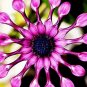 25 Daisy Osteospermum Various Seeds Rare Unusual Stunning Garden Plant