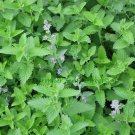 100 Seeds Catnip Seeds Herb Plant Seeds 100 Seeds Catnip Seeds Herb Plant Seeds