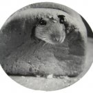 Rat in Bread Round Postcard
