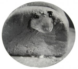 Rat in Bread Round Postcard