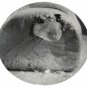 Rat in Bread Round Postcard