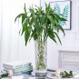 SOGA 14x30cm Heavy Duty Glass Vase Crystal Clear Design for Home D&Atilde;&copy;cor