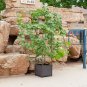 SOGA 160cm Rectangular Inclined Plant Frame Tube Pergola Trellis Vegetable Flower Herbs Garden Rack