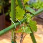 SOGA 160cm Rectangular Inclined Plant Frame Tube Pergola Trellis Vegetable Flower Herbs Garden Rack