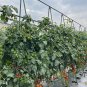 SOGA 120X90cm Plant Frame Tube Trellis Vegetable Flower Herbs Outdoor Vine Adjustable Garden Rack