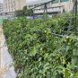 SOGA 150X90cm Plant Frame Tube Trellis Vegetable Flower Herbs Outdoor Vine Adjustable Garden Rack