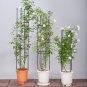 SOGA 73cm 4-Bar Plant Frame Stand Trellis Vegetable Flower Herbs Outdoor Vine Garden Rack with Rings