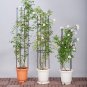 SOGA 133cm 4-Bar Plant Frame Stand Trellis Vegetable Flower Herbs Vine Garden Rack with Rings