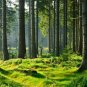 Wall Mural Forest, Big Trees, Spruce, Sun Rays, Nature, Photo Wallpaper for Room Decor
