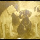 Vintage Postcard Imperial Russia -  Fedot, yes, not that one, post card 1900's