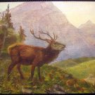 Vintage Postcard Nature, Deer Family, post card 1900's