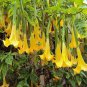 Angel Trumpet  4 Root SuperNova Yellow Prolific&acirc;�&brvbar;