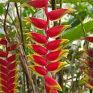 HELICONIA ROSTRATA HANGING LOBSTER CLAW LIVE RHIZOME (4 ) ROOTS