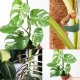Home & Garden